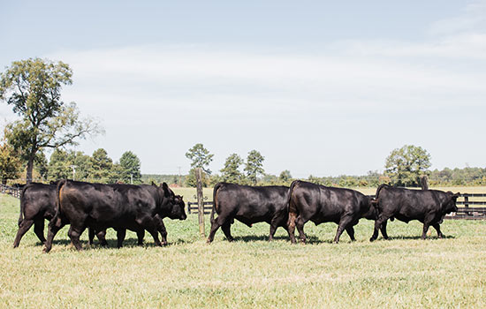 Bulls walking in pasture