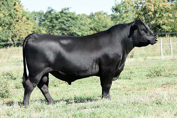 EPDs | Edgewood Angus | West Point, VA