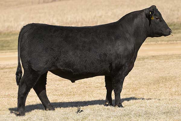 EPDs | Edgewood Angus | West Point, VA